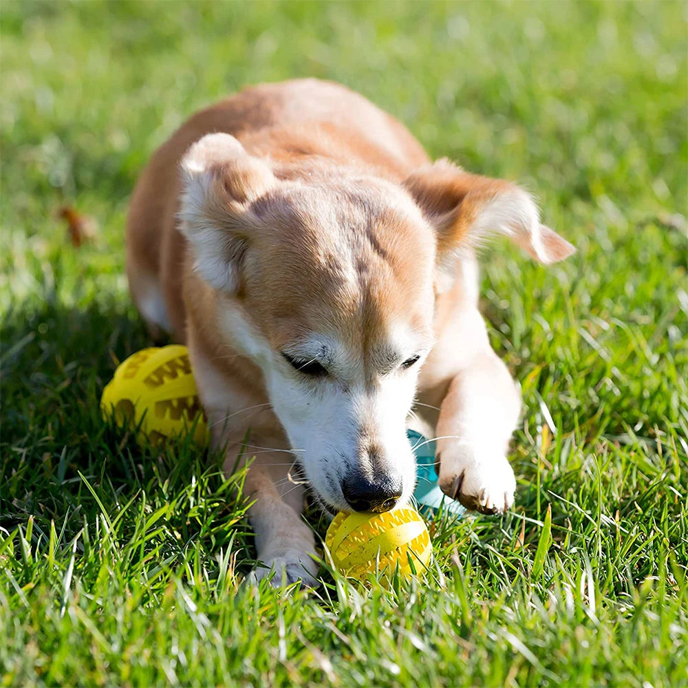 Interactive Rubber Balls for Pets