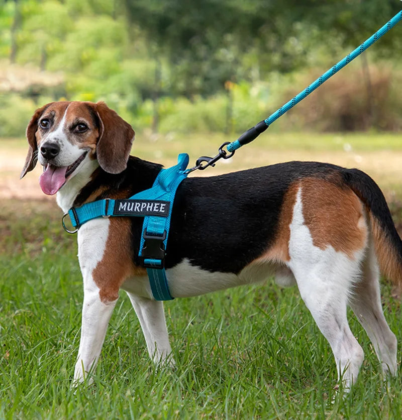 Personalized Dog Harness