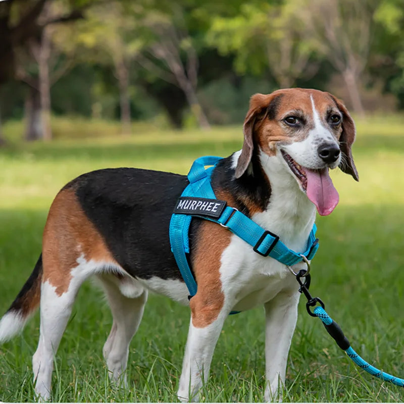 Personalized Dog Harness