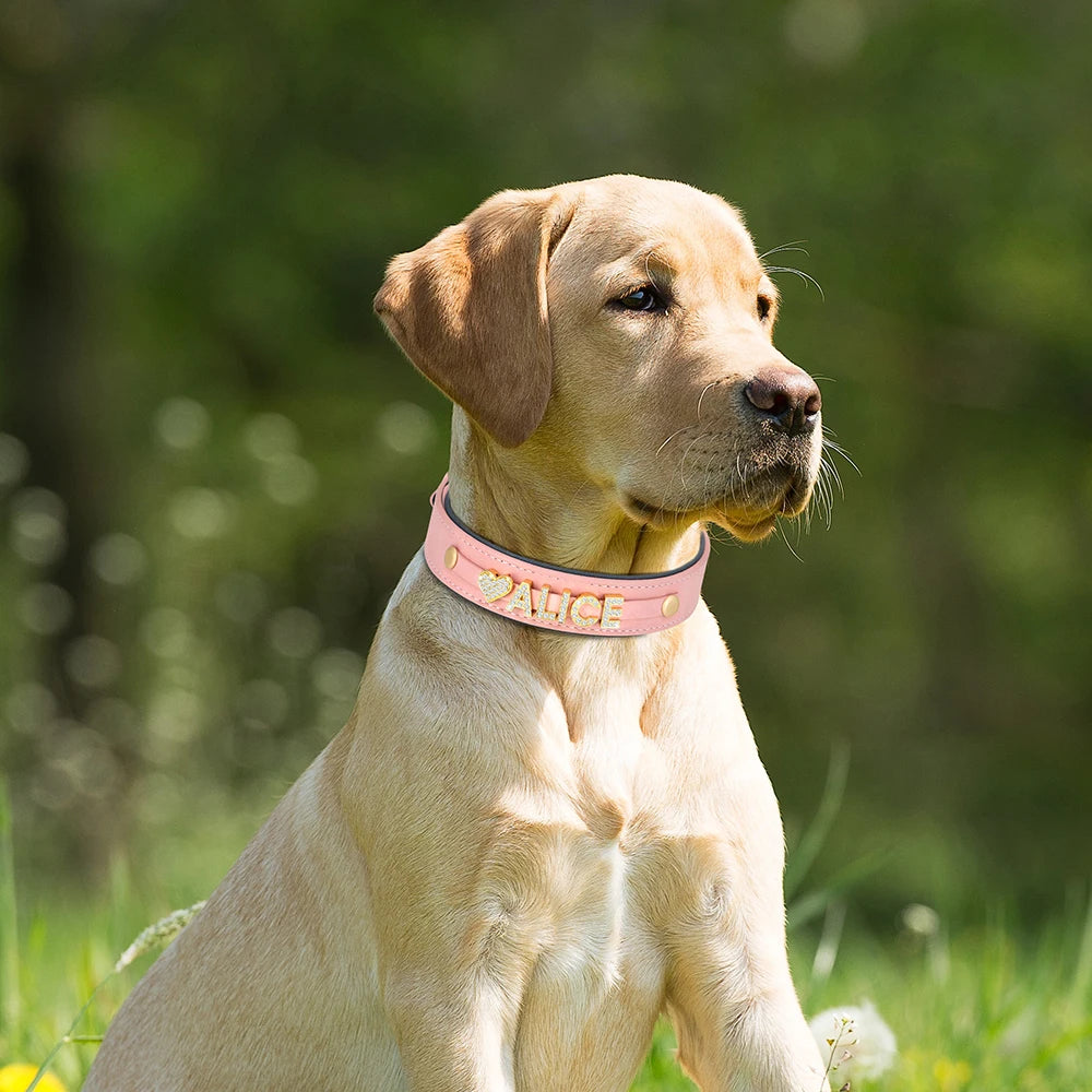 Personalized Rhinestone Dog Collar