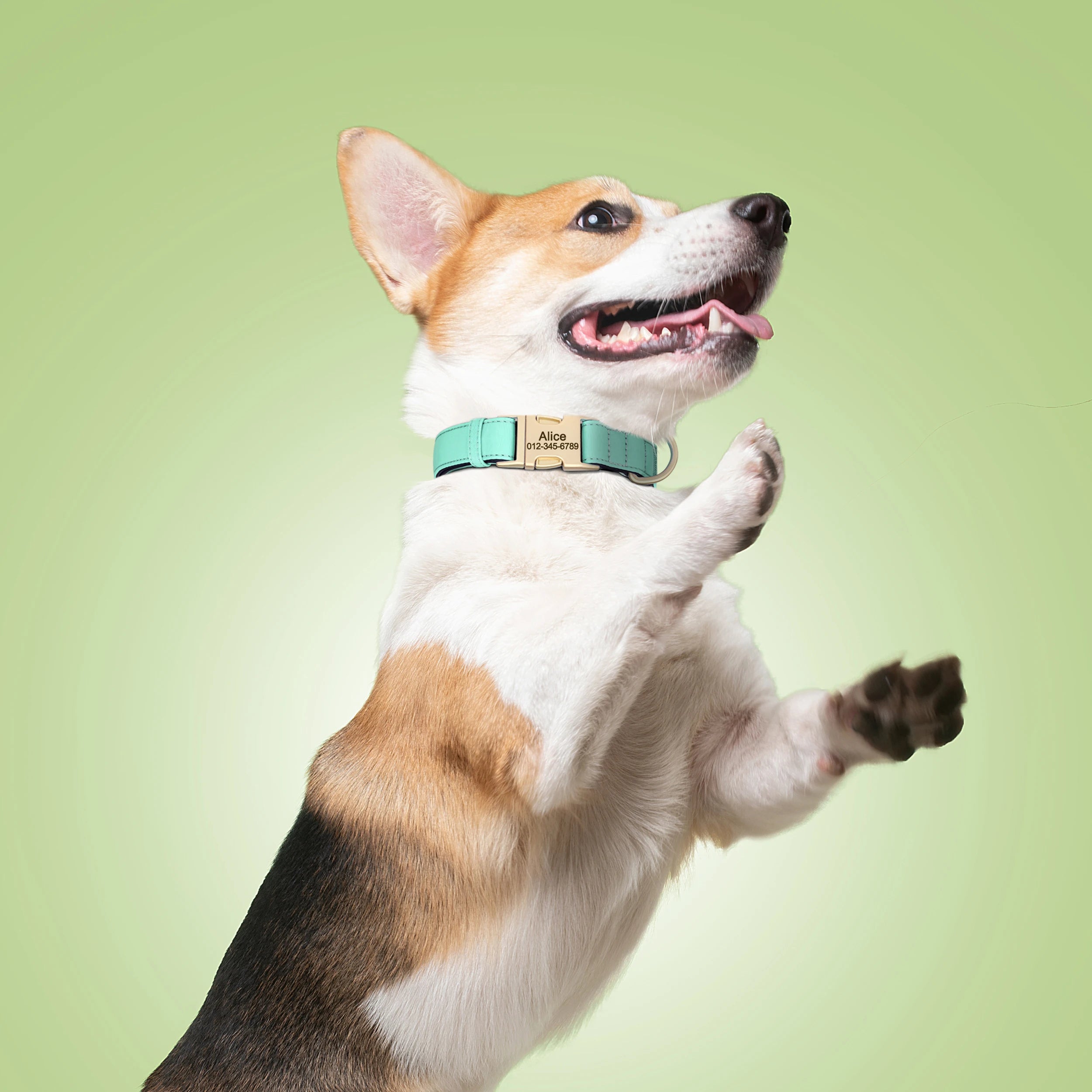 Personalized Dog Collar - Nylon